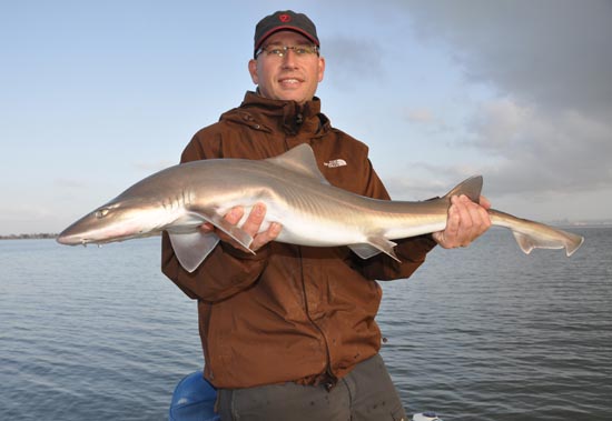 sand shark dutch anglers