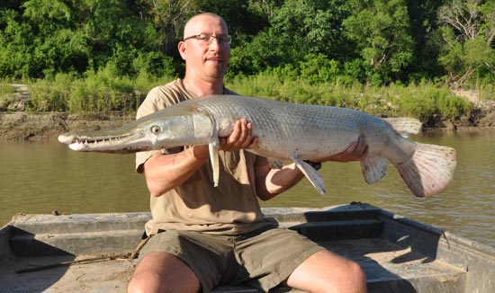 Aligator Gar