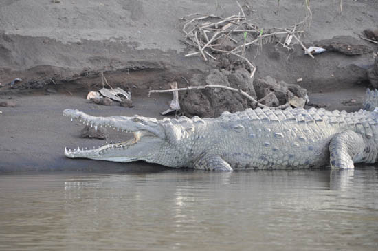 krokodil tarcoles