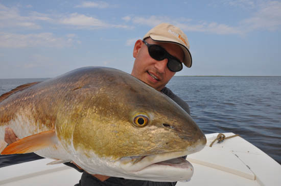 Golddrum Red Drum