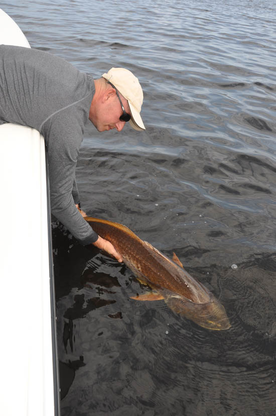 Release Giant Red Drum