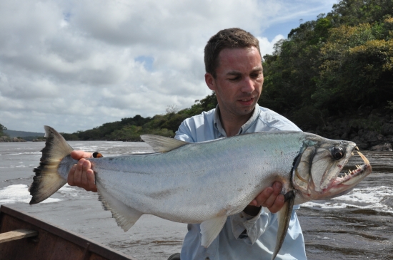 Een van de meest brute vissen die er bestaan: de payara met zijn enorme slagtanden. Menig kunstaas werd gesloopt tijdens deze trip in Venezuela.