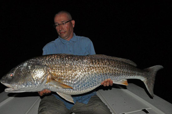 Giant Red Drum
