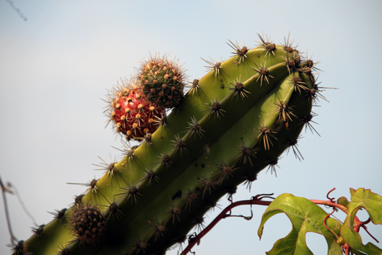 Cactus in bloei...