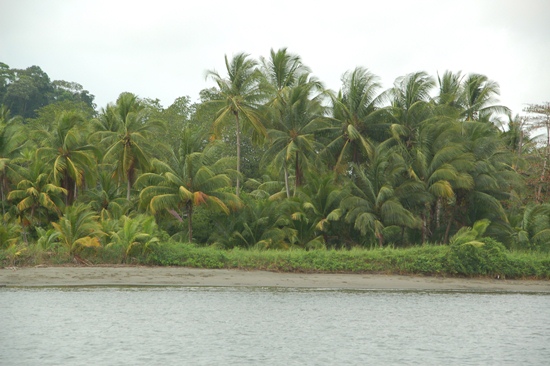 Schitterende oevers met wuivende palmen