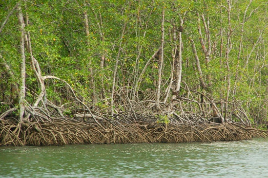 We zitten middein het mangrovebos