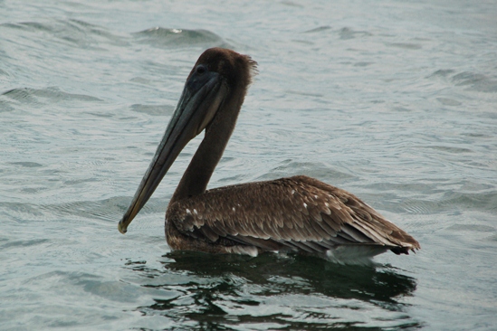 Een jonge pelikaan dobbert rustig rond