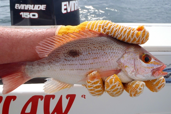 Spotted snapper, aasvis