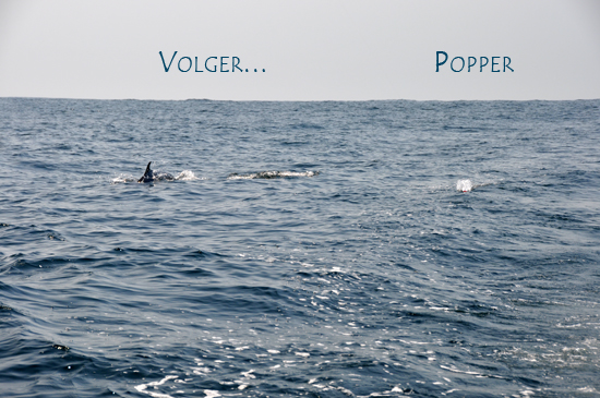 Trollen tussen de dolfijnen blijft spannend...