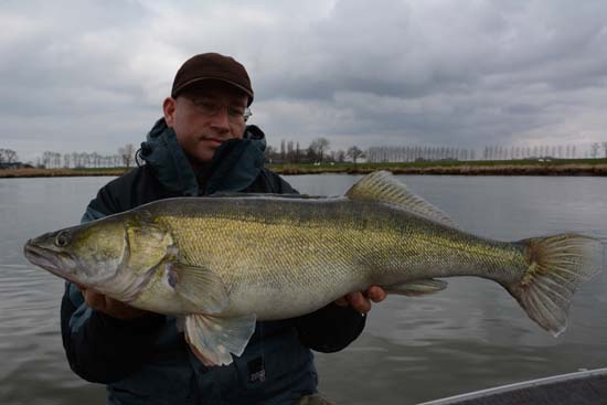 snoekbaars met grote shads