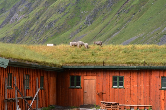And grazing sheep on top of the roof.... ??
