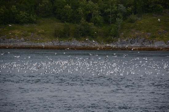 In the fjords the sea gulls tell you where the schools of baitfish (and thus the colefish) are running
