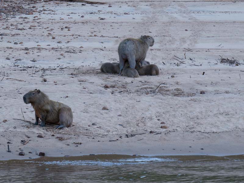 Capibara's!