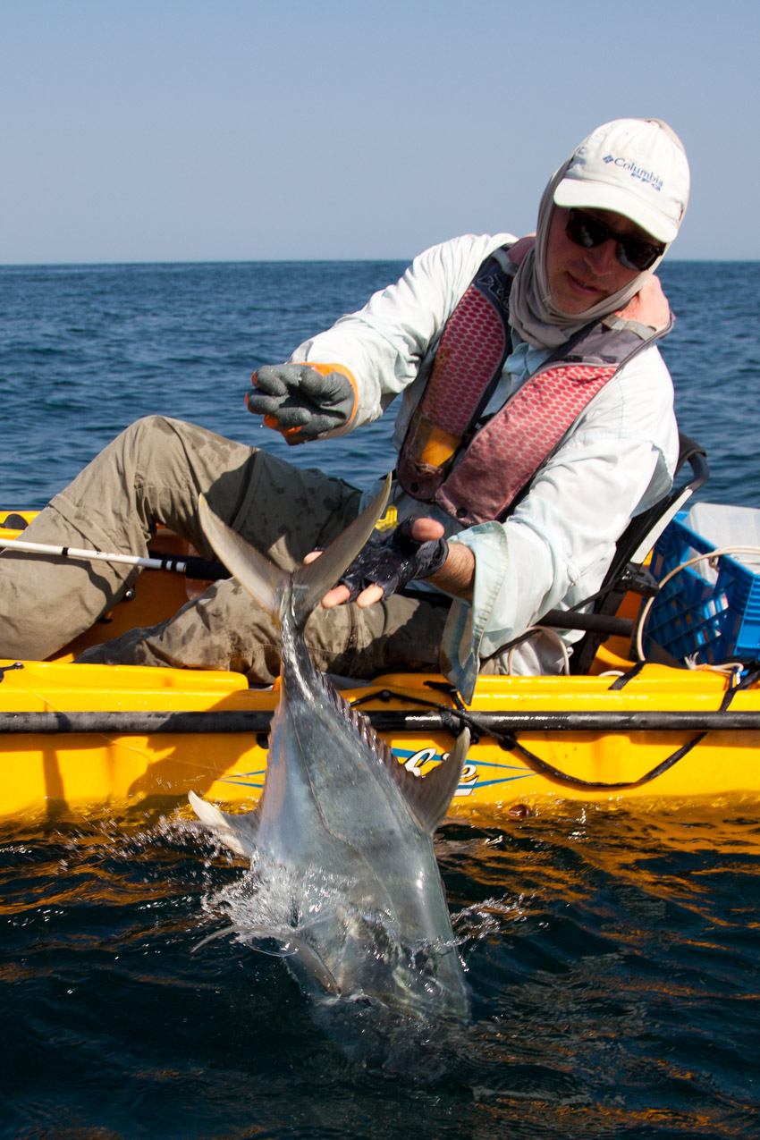 catch and release Jack Crevalle