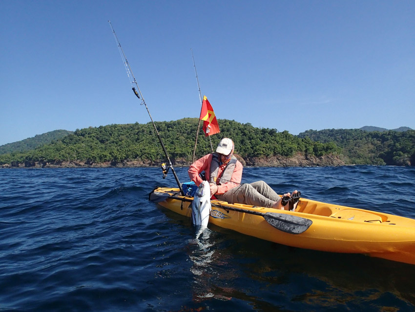 Roosterfish release Panama