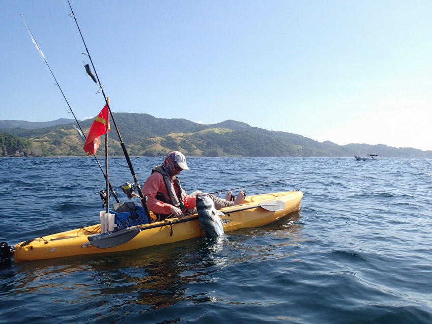 catch and release Roosterfish Panama