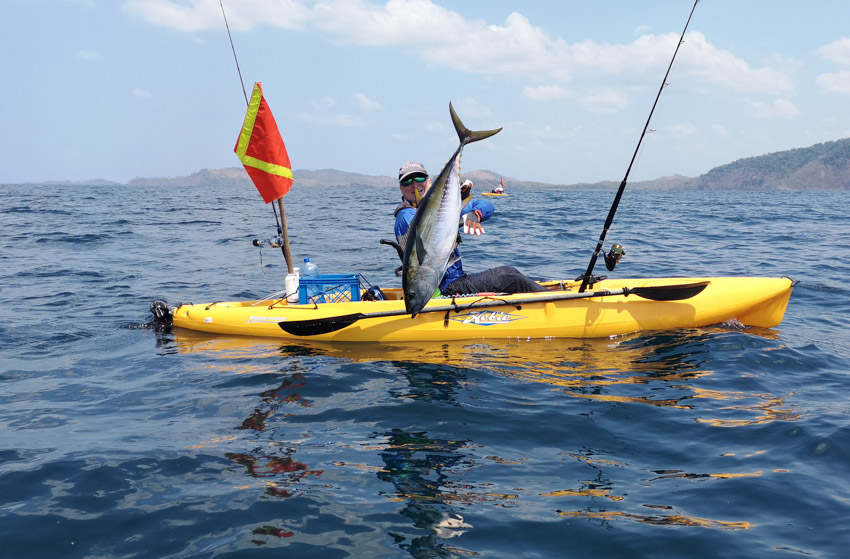 yellowfin tuna panama